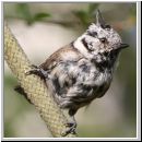 Parus Cristatus - Haubenmeise 07.jpg